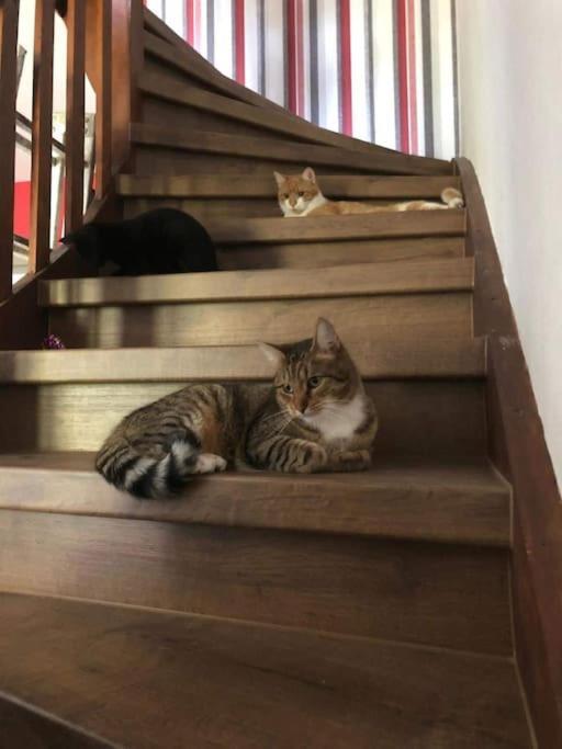 Private Room In Our Home With Free Vvo Ticket & Cats Пирна Екстериор снимка