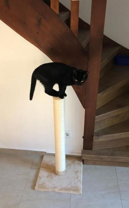 Private Room In Our Home With Free Vvo Ticket & Cats Пирна Екстериор снимка